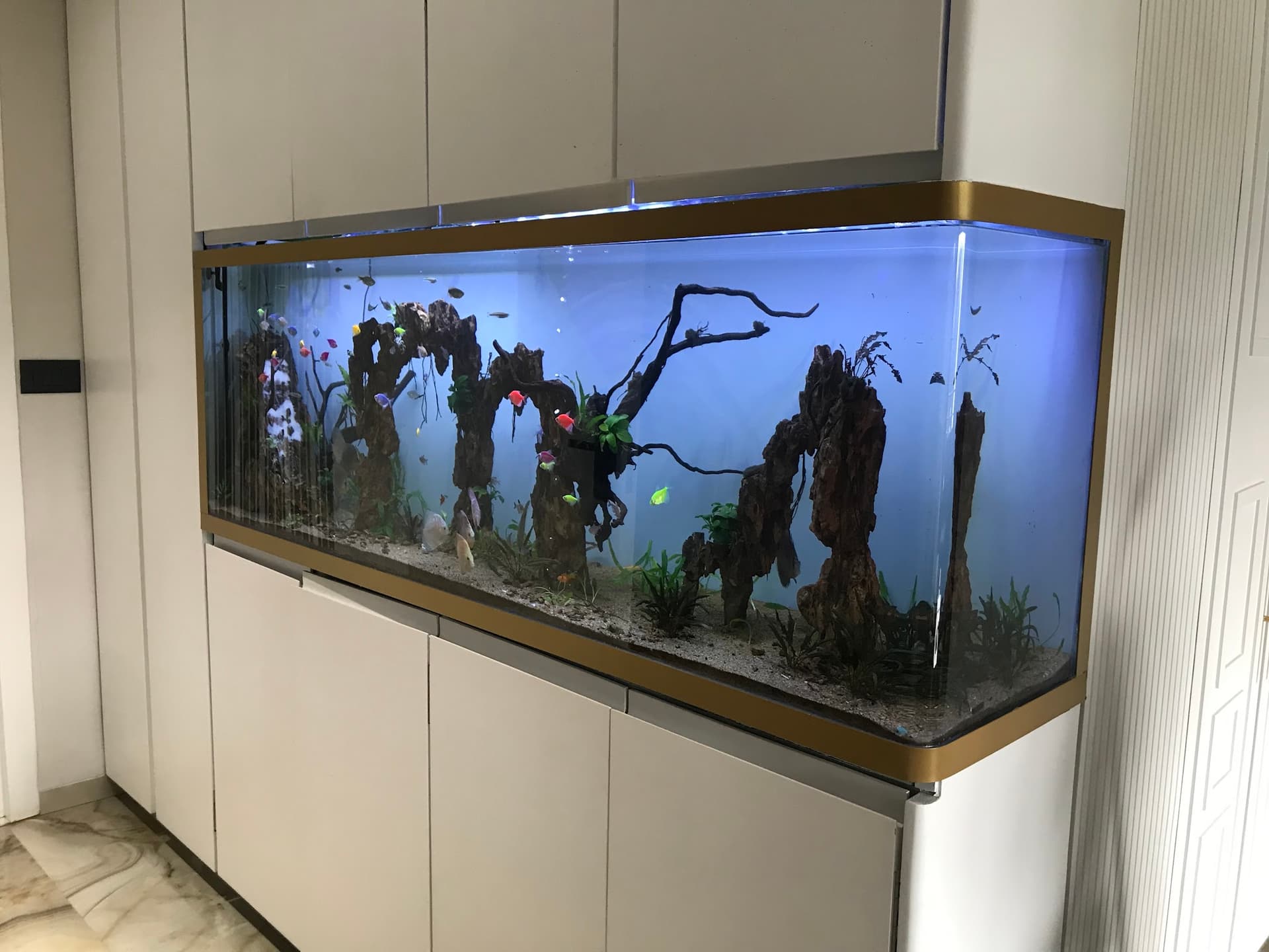 Dreamz Aquarium