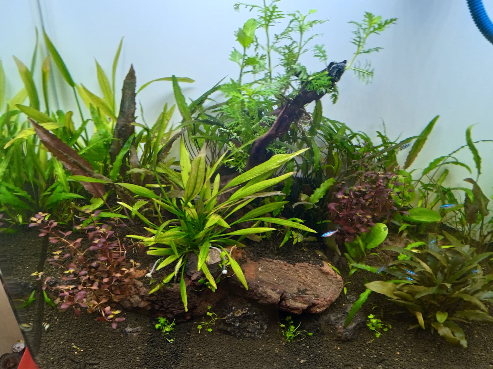 Durga aquarium