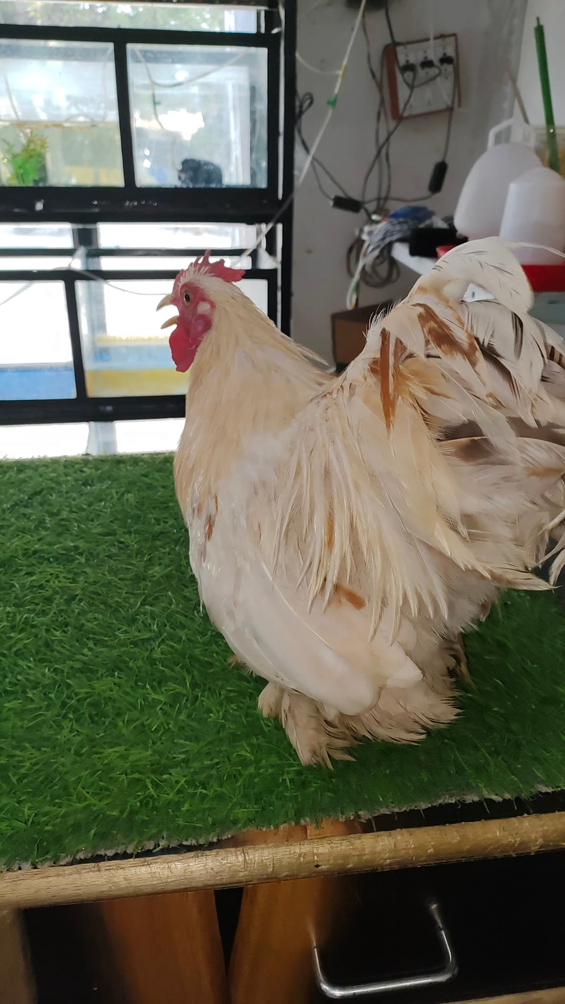 Kalpesh Pet Shop