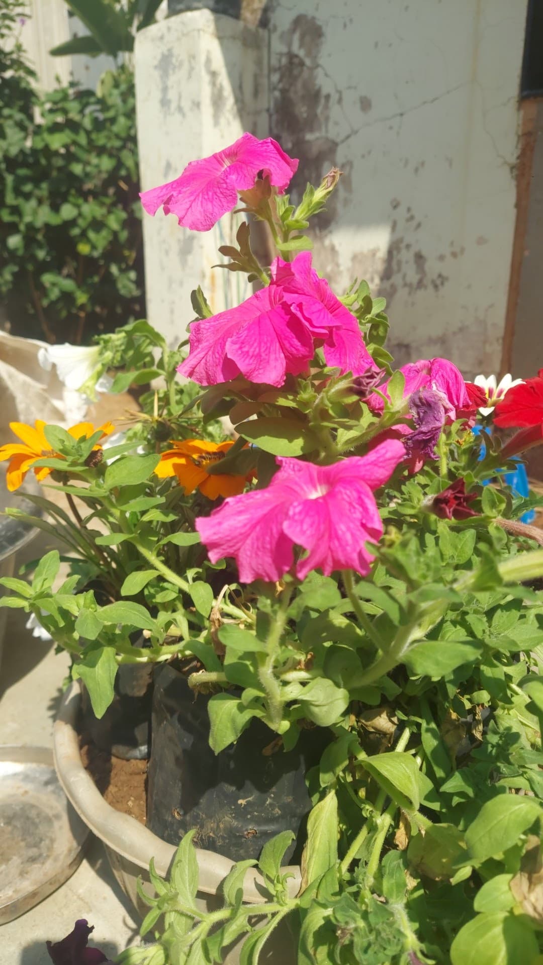 maruti bonsai nursery