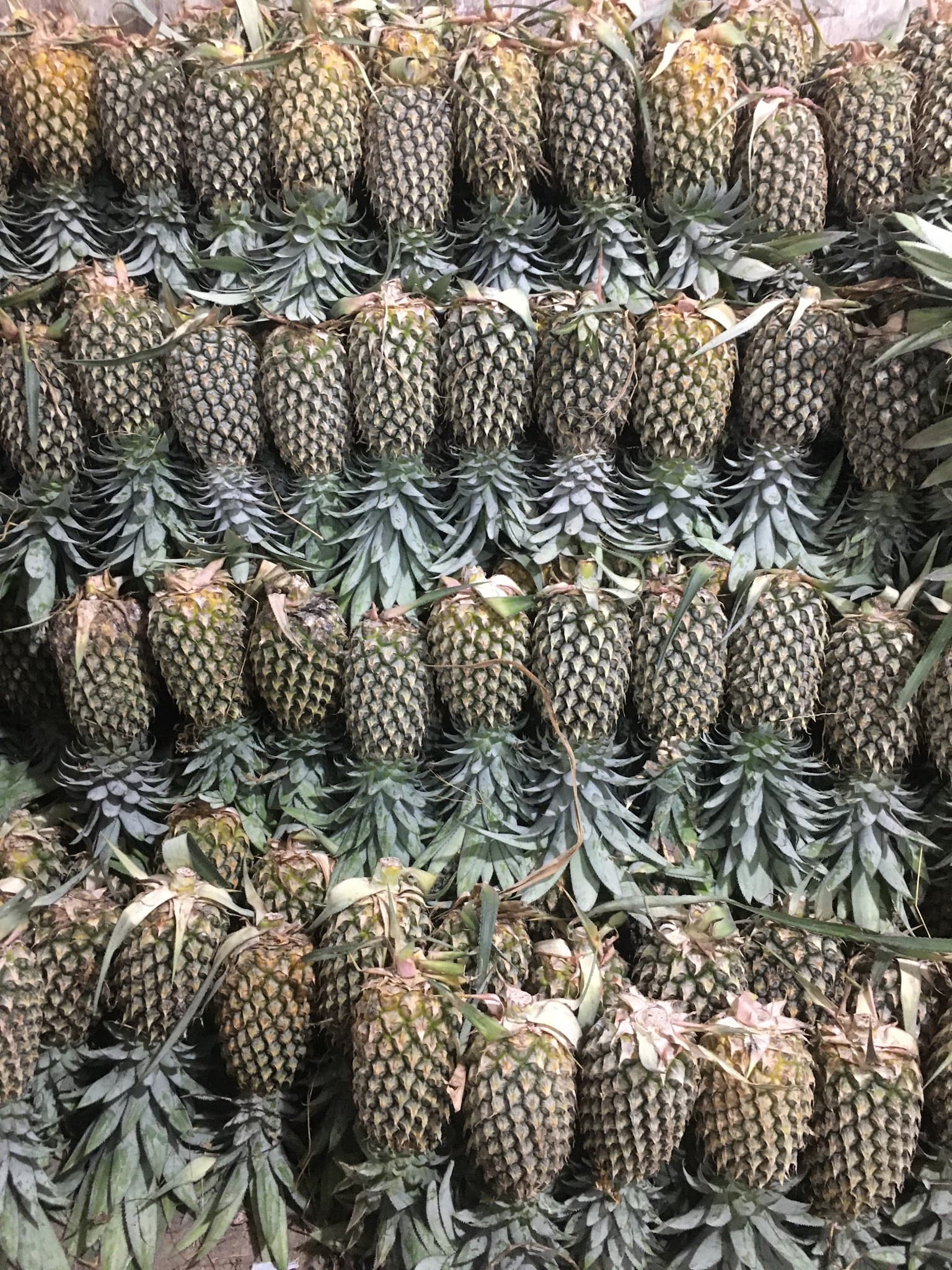Safi Alam Fruit
